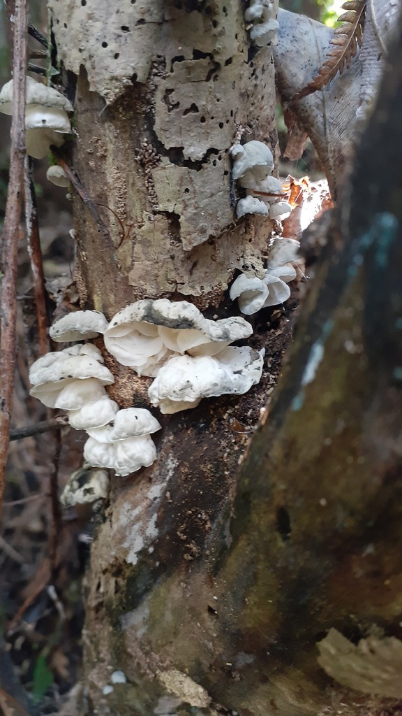 Campanella tristis · April 2025 · photo: © aardvark04 (iNaturalist, cc0)