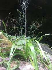 Stenanthium diffusum