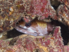 Gymnothorax rueppelliae