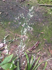 Stenanthium diffusum
