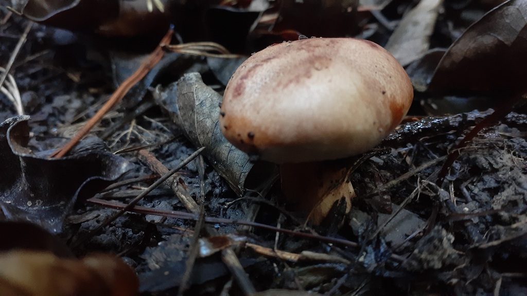 Tricholoma batschii · April 2025 · photo: © aardvark04 (iNaturalist, cc0)