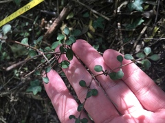 Coprosma crassifolia