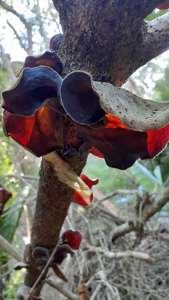 Auricularia cornea · April 2025 · photo: © aardvark04 (iNaturalist, cc0)
