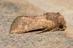 Eriopygini