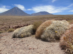 Maihueniopsis camachoi