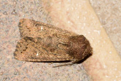 Eriopygini