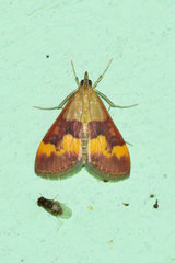 Pyrausta flavofascialis