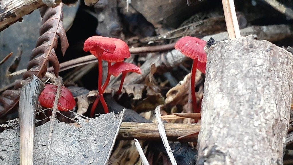 Cruentomycena viscidocruenta · April 2025 · photo: © aardvark04 (iNaturalist, cc0)
