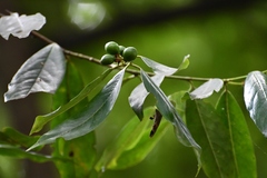 Prunus tuberculata