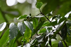 Prunus tuberculata