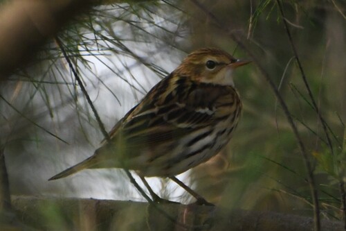 Pipit de la Petchora