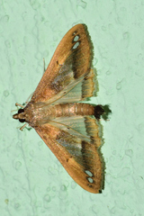 Diaphania fumosalis