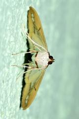 Diaphania fumosalis