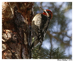 Sphyrapicus ruber × nuchalis