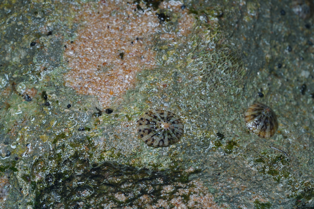 Rayed Wheel Limpet from Hikkaduwa, Sri Lanka on April 13, 2025 at 07:34 ...
