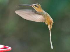 Phaethornis koepckeae