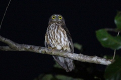 Ninox affinis