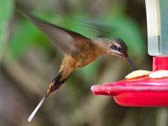 Phaethornis koepckeae