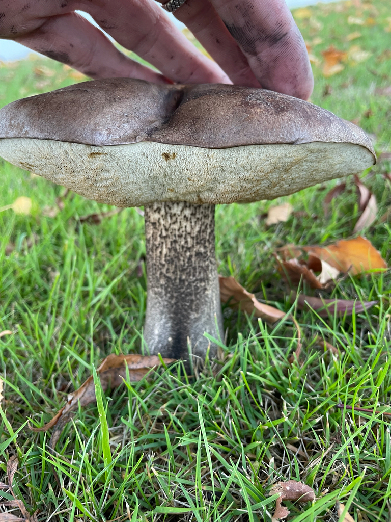 Leccinum scabrum · April 2025 · photo: © christian_waddingham (iNaturalist, CC)