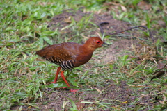 Rallina fasciata