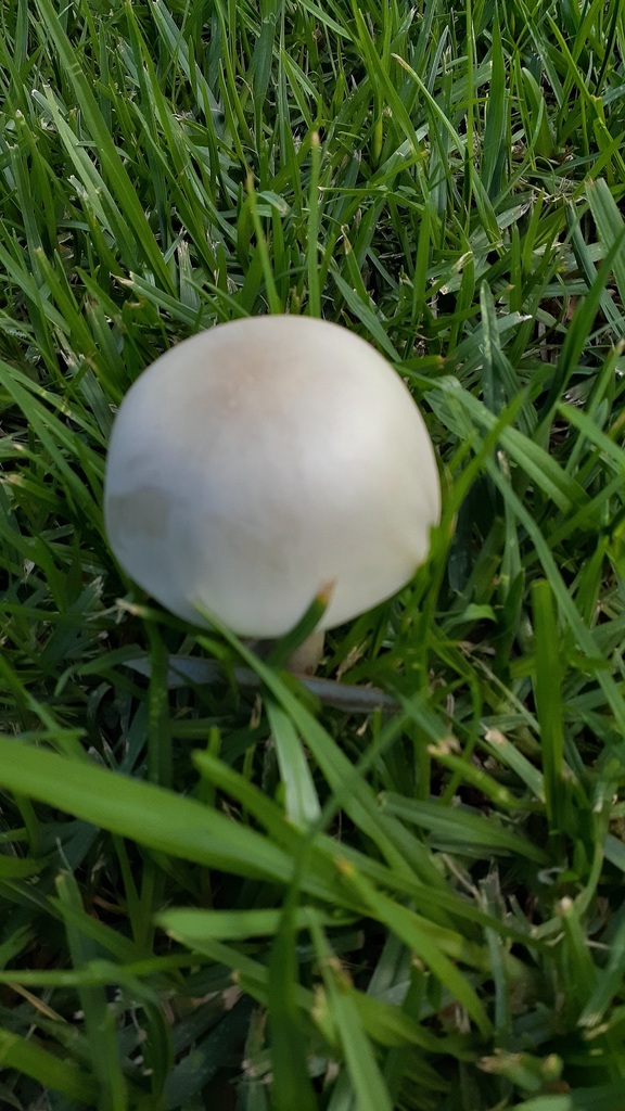 Leucocoprinus leucothites · April 2025 · photo: © aardvark04 (iNaturalist, cc0)