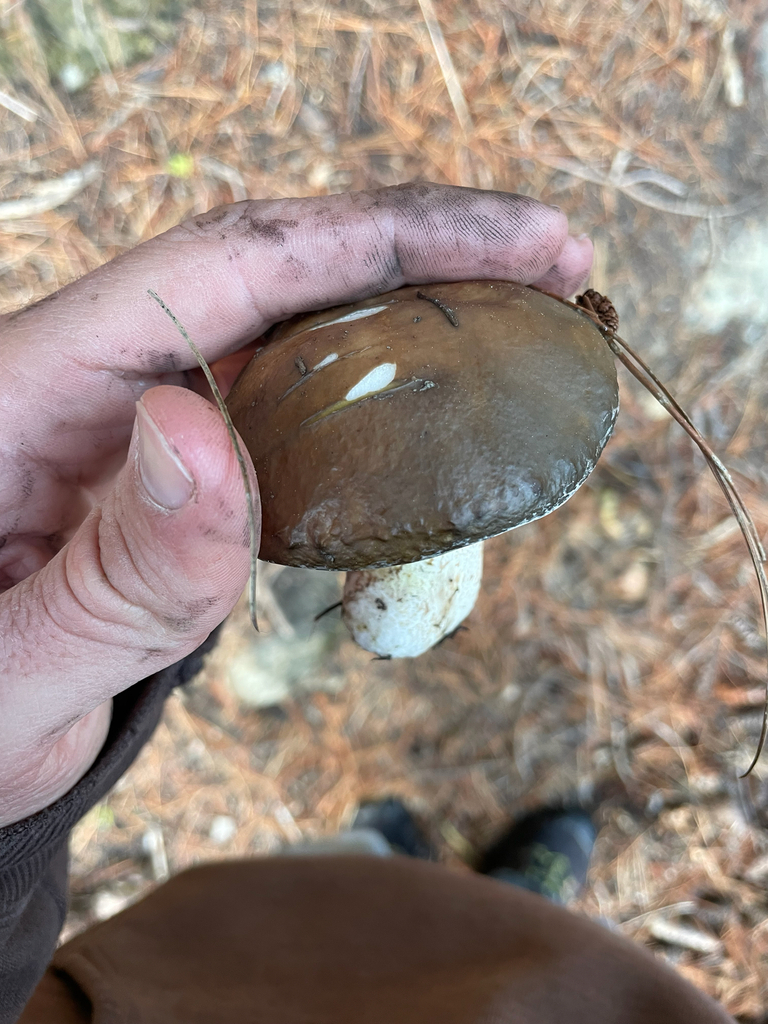 Suillus pungens · April 2025 · photo: © christian_waddingham (iNaturalist, CC)