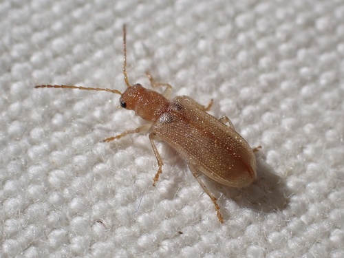 iNaturalist observation photo of Syneta seriata