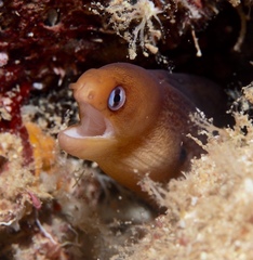 Gymnothorax melatremus