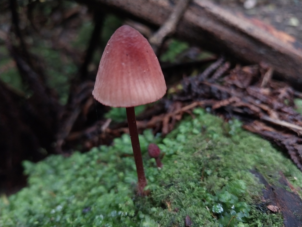 Mycena mariae · April 2025 · photo: © kiwialli (iNaturalist, cc-by)
