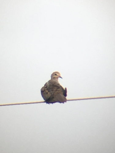 Mourning Dove photographed in Arkansas