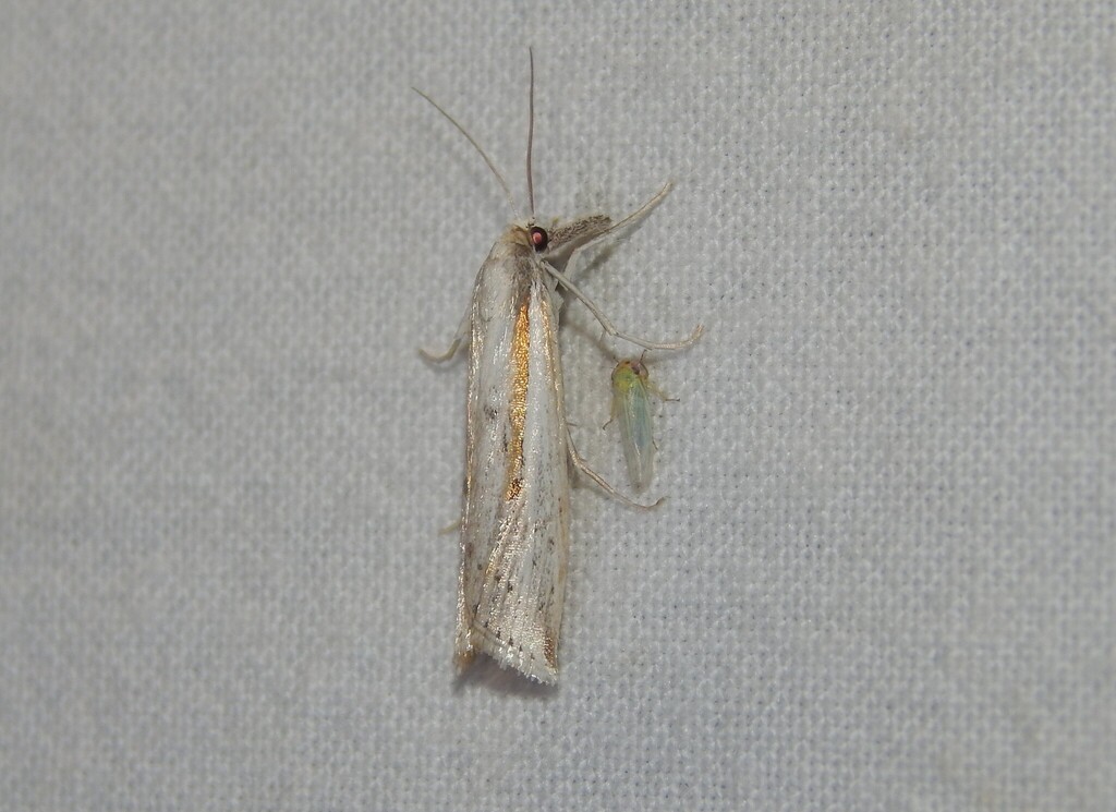 Crambus sectitermina