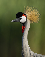 Grey Crowned Crane photo 2