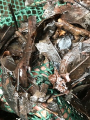 Necturus mounti