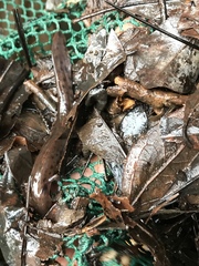 Necturus mounti
