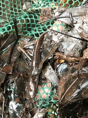 Necturus mounti