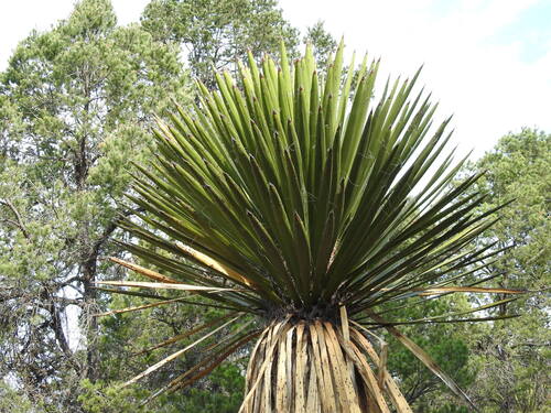Image of Yucca carnerosana by (c) Leticia Jiménez Hernández, some rights reserved (CC BY-SA)