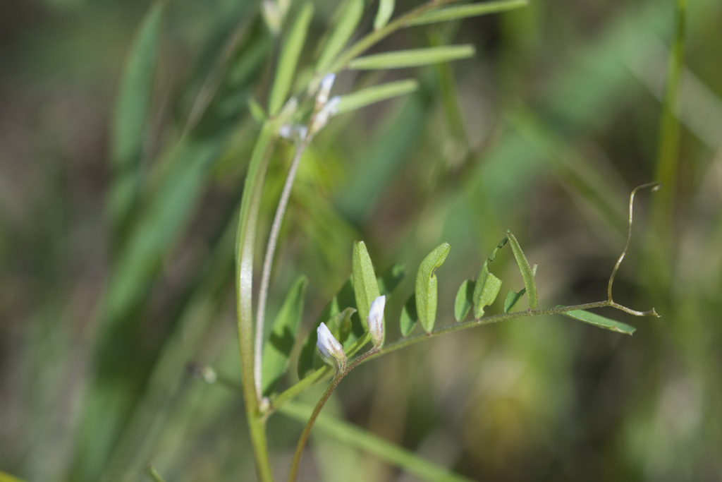 Vicia hirsuta