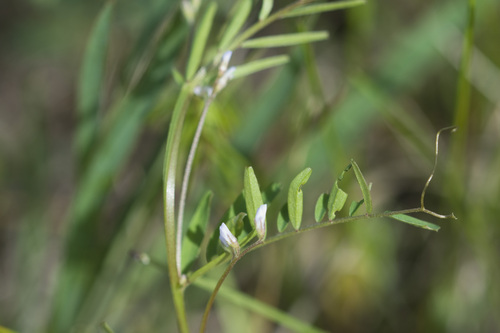 Vicia hirsuta (L.) Gray