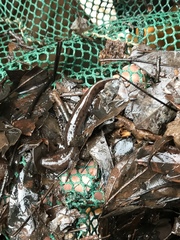 Necturus mounti