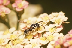 Stenodynerus blandus