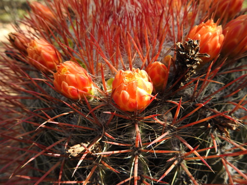 Image of Ferocactus pilosus by (c) Leticia Jiménez Hernández, some rights reserved (CC BY-SA)