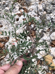 Indigofera lindheimeriana
