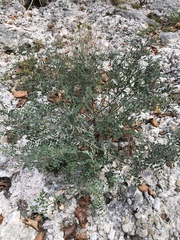 Indigofera lindheimeriana