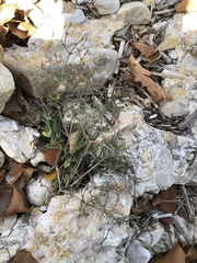 Carlowrightia torreyana