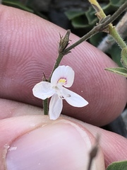 Carlowrightia torreyana