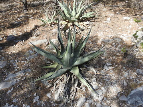 Image of Agave asperrima by (c) Leticia Jiménez Hernández, some rights reserved (CC BY-SA)