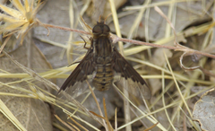 Hemipenthes tenuirostris