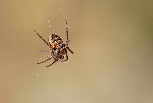 Zilla Orbweaver, Nationaal Park De Loonse En Drunense Duinen, NL-NB-HS, NL-NB, NL, photo 6 of 10