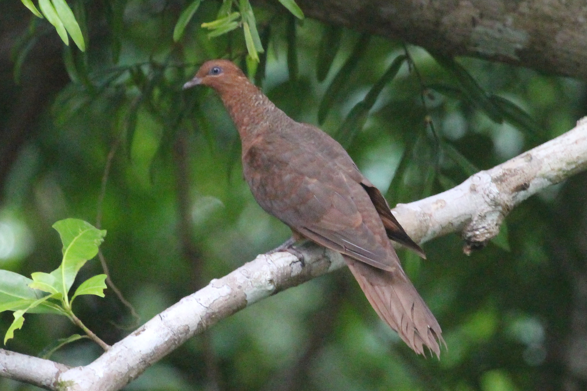 Andaman Cuckoo-Dove illustration
