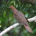 Andaman Cuckoo-Dove - Photo (c) subhashc, some rights reserved (CC BY-NC)